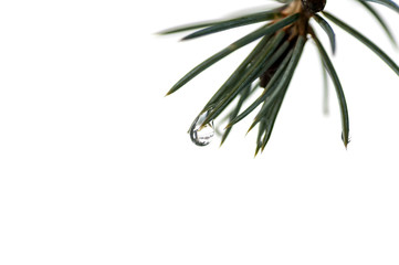 water droplets on the needles of the blue spruce