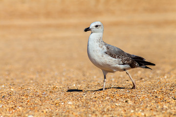 Чайка идущая по песку
