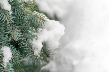 snow on the branch of a blue spruce among the snowdrift