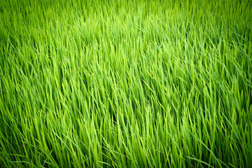 rice plant in paddy field