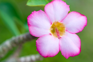 Fototapeta na wymiar Tropical flower Pink Adenium or Desert rose