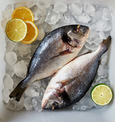 Fresh fish is in a container with ice