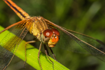Closeup macro shot of beautiful orange dragonfly with amazing colors resting on a twig. A dragonfly is an insect belonging to the order Odonata, suborder Anisoptera in Thailand