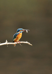 Fototapeta premium 止まり木のカワセミ