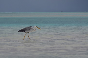 Héron cendré, lagon, Maldives