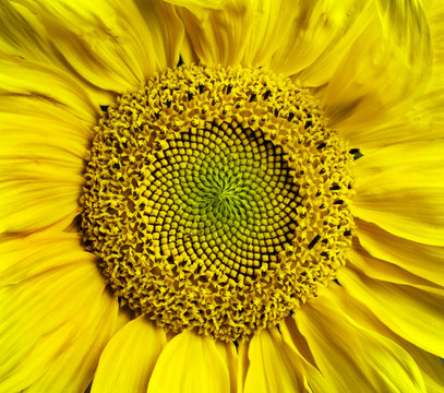 Sunflower blossom background