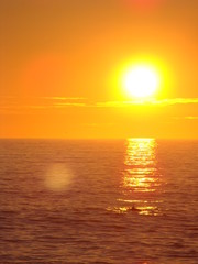 Obrazy na Plexi  Zachód słońca z delfinami