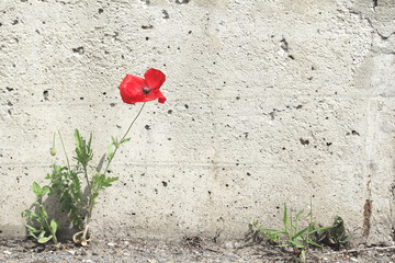 Naklejka premium Między asfaltem a murem wyrósł samotny kwiat maku