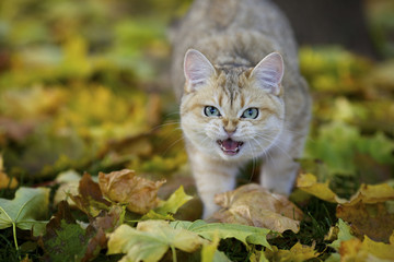 British kitten meows on the background of autumn leaves
