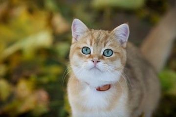 Young British plush Golden chinchilla kitten with green eyes looking up in autumn