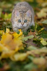 Funny plush Golden chinchilla British kitten hunting in yellow maple leaves in autumn Park
