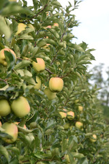 melo meli mele raccolta mele mele su albero alberi frutteto