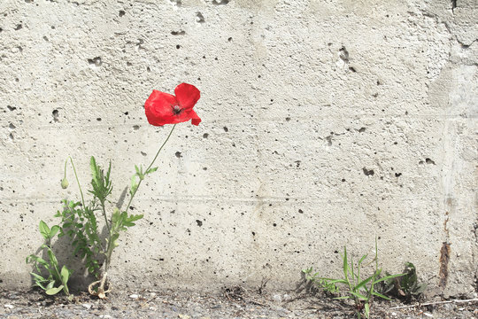 Fototapeta Lone poppy flower grew between the asphalt and wall