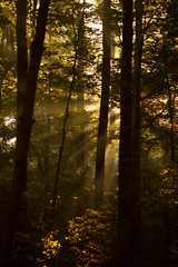 Obraz premium Morning Sun