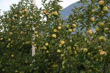 melo meli mele raccolta mele mele su albero alberi frutteto