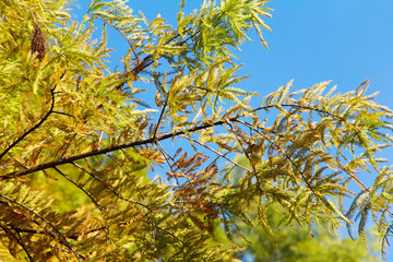 close up of colorful autumn Bald Cypress tree Taxodium distichum