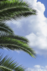 Fototapeta na wymiar Palm leaf on the blue sky