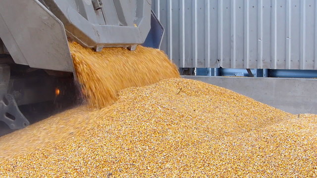 Corn grain in a agricultural silo, unloading from the truck trailer after harvest