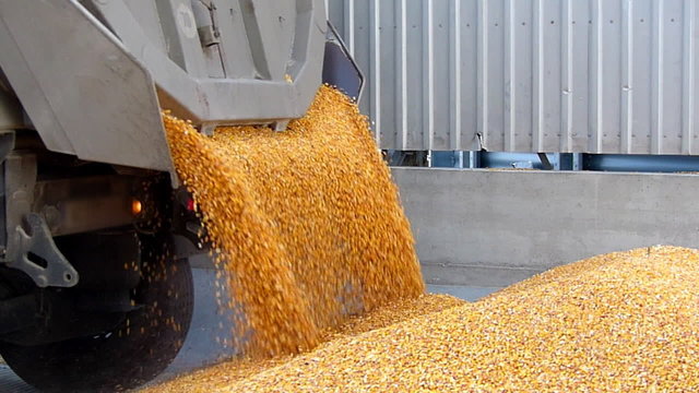 Corn grain in a agricultural silo, unloading from the truck trailer after harvest, slow motion