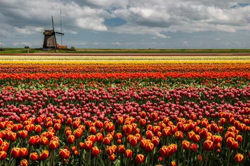 Photo sur Plexiglas Moulins Moulin à vent avec une culture de tulipes, Pays-Bas
