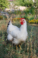 Chicken in garden 