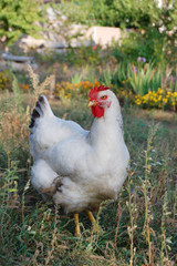 Chicken in garden 