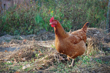 Chicken in garden 