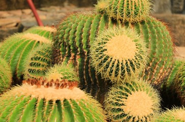 Cactus closed up view in Summer day
