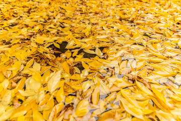 Autumn yellow leaves on the ground