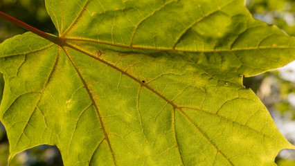 Naklejka na ściany i meble green maple leaf