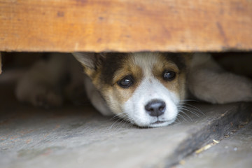 brown sad puppy lay on the floor