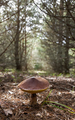 Hongo Boletus Suillus en un Pinar