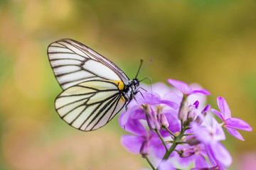 butterfly on a flower