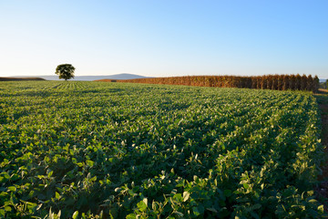 Soy Field and Corn in Late Afternoon Sun