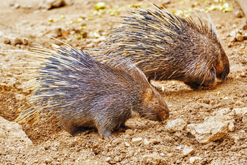Animal Porcupines.
