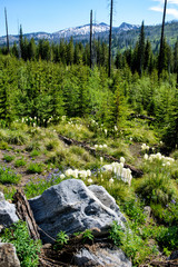 Bear Grass in Mountains
