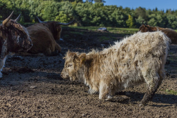 Fototapeta premium Hochlandrinder