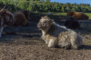 Naklejka premium Hochlandrinder