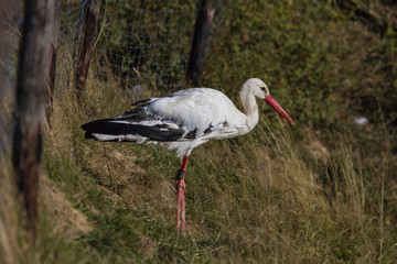Storch