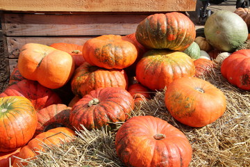 Pumpkins / Multicolored decorative pumpkins on autumn festival