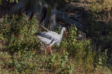 Storch