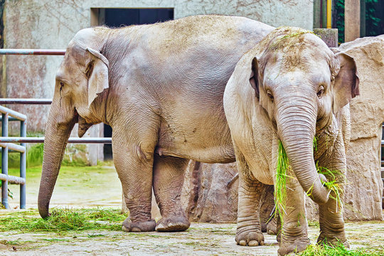 Large Indian elephants.