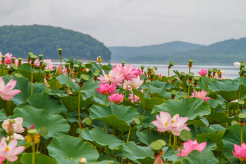 The rare and beautiful Lotus flowers. The Asian Lotus, the Lotus Oriental. China. Wildlife, flowers and vegetation of the lakes. Flowers of Asia. Macro shooting. Lotus East. Blossomed lotuses. 