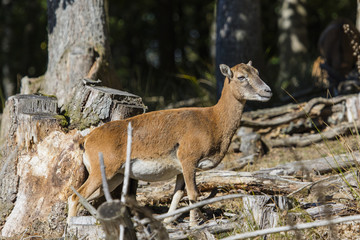 Muffeltiere