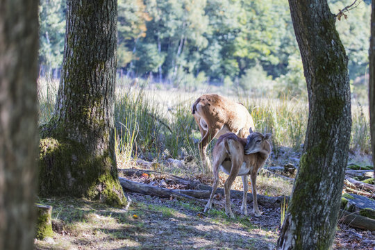 Muffeltiere