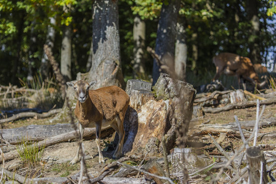 Muffeltiere