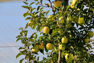 apple picking in autumn