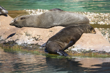 Two lying Brown fur seal, Arctocephalus p. pusillus