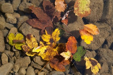 Yellow leaves floating on the water