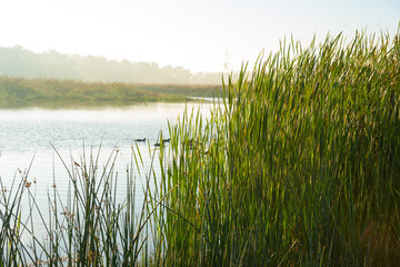 Shore of a lake under a blue cloudy sky in autumn
